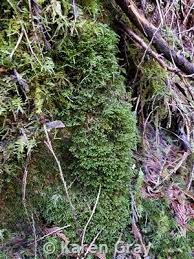 Attēlu rezultāti vaicājumam “Porella cordaeana”