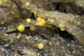 Attēlu rezultāti vaicājumam “Mniaecia jungermanniae”