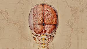 Image result for map of the brain