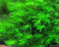 Attēlu rezultāti vaicājumam “Barbula”