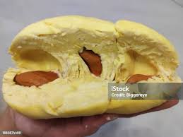 Attēlu rezultāti vaicājumam “Langermania gigantea”