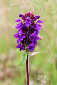 Attēlu rezultāti vaicājumam “Prunella vulgaris”