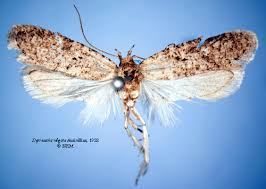 Attēlu rezultāti vaicājumam “Depressariidae”