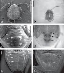 Attēlu rezultāti vaicājumam “Elasmucha ferrugata”