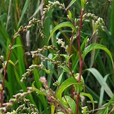 Attēlu rezultāti vaicājumam “Sphacelotheca hydropiperis”