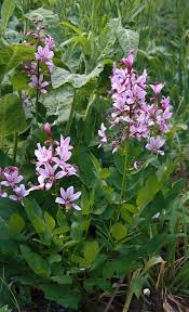 Image result for Diptam