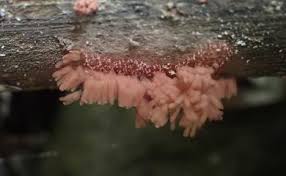 Attēlu rezultāti vaicājumam “Arcyria incarnata macro”