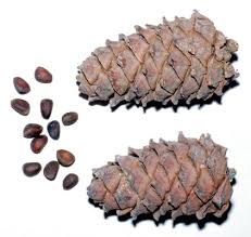 Attēlu rezultāti vaicājumam “Pinus sibirica”