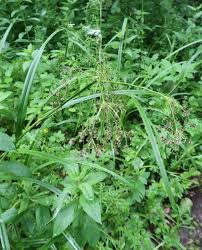 Attēlu rezultāti vaicājumam “Scirpus sylvaticus bud”