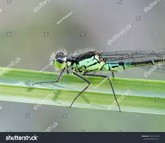 Attēlu rezultāti vaicājumam “Coenagrion armatum”