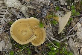 Attēlu rezultāti vaicājumam “Coltricia perennis”