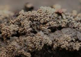 Attēlu rezultāti vaicājumam “Merismodes anomala”