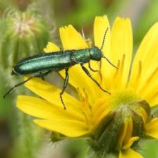 Attēlu rezultāti vaicājumam “Dasytidae”