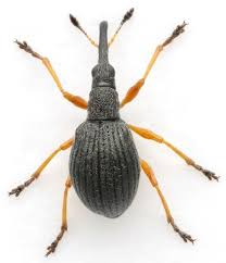 Attēlu rezultāti vaicājumam “Apionidae”