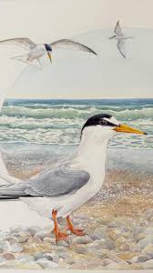 Attēlu rezultāti vaicājumam “Sternula albifrons”