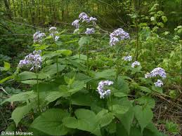 Attēlu rezultāti vaicājumam “Lunaria rediviva leaf”