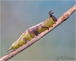 Attēlu rezultāti vaicājumam “Notodontidae”