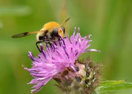 Attēlu rezultāti vaicājumam “Arctophila superbiens”