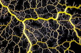 Attēlu rezultāti vaicājumam “Physarum obscurum young”