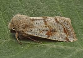Attēlu rezultāti vaicājumam “Orthosia sp.”