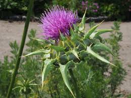 Attēlu rezultāti vaicājumam “Silybum marianum fruit”