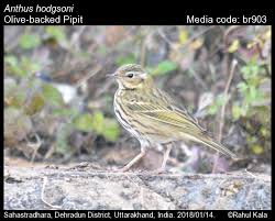 Image result for Anthus hodgsoni