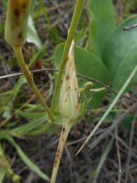 Attēlu rezultāti vaicājumam “Tragopogon heterospermus bud”