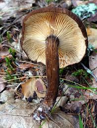 Attēlu rezultāti vaicājumam “Lactarius lygniotus”