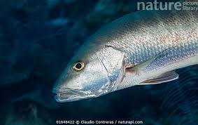Image result for Lutjanus cyanopterus