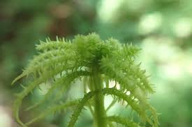 Attēlu rezultāti vaicājumam “Sphagnum squarrosum”