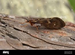 Attēlu rezultāti vaicājumam “Potamophylax”