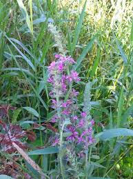 Attēlu rezultāti vaicājumam “Lythrum salicaria”