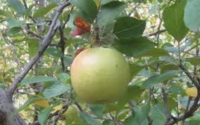 Attēlu rezultāti vaicājumam “Malus”