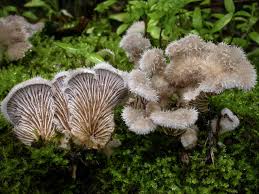 Attēlu rezultāti vaicājumam “Schizophyllum commune”