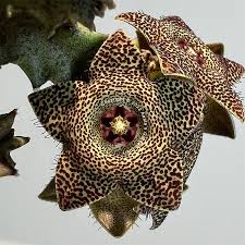 Attēlu rezultāti vaicājumam “Asclepiadaceae”