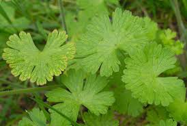 Attēlu rezultāti vaicājumam “Geranium pyrenaicum leaf”
