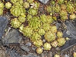 Attēlu rezultāti vaicājumam “Jovibarba globifera flower”