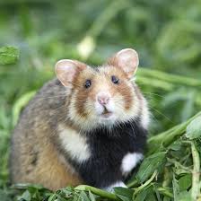 Afbeeldingsresultaat voor hamsters
