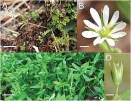 Attēlu rezultāti vaicājumam “Stellaria alsine”