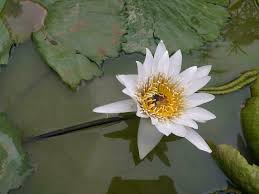 Attēlu rezultāti vaicājumam “Nymphaeaceae”