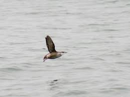 Image result for Brachyramphus perdix