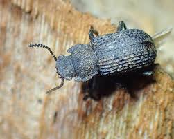 Attēlu rezultāti vaicājumam “Bolitophagus reticulatus”