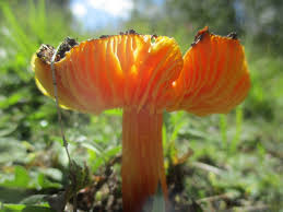 Attēlu rezultāti vaicājumam “Hygrocybe acutoconica”