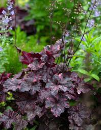 Image result for Heuchera `Midnight Rose`