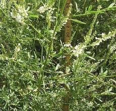 Attēlu rezultāti vaicājumam “Melilotus officinalis leaf”