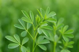 Attēlu rezultāti vaicājumam “Medicago sativa subsp. falcata leaf”