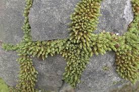 Attēlu rezultāti vaicājumam “Encalypta streptocarpa”