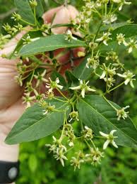 Attēlu rezultāti vaicājumam “Euonymus europaeus flower”