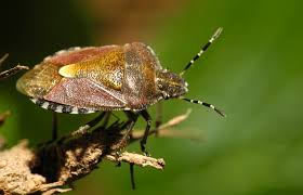 Attēlu rezultāti vaicājumam “Dolycoris baccarum”