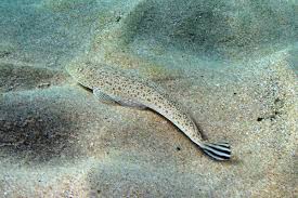 Image result for Platycephalus richardsoni